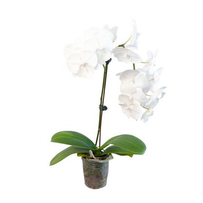 Orchid - White Phalaenopsis Green Memento