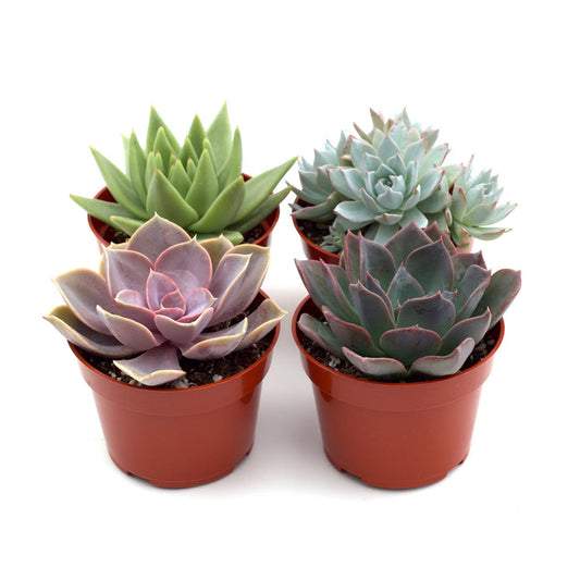 4" Rosette Succulent Plant Bundle Green Memento