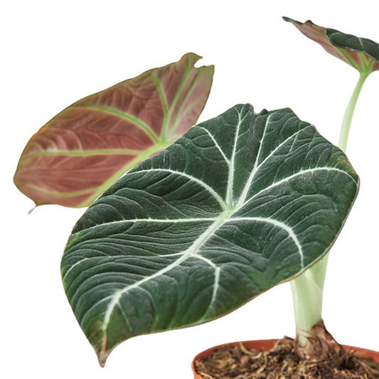 Alocasia - Black Velvet Green Memento