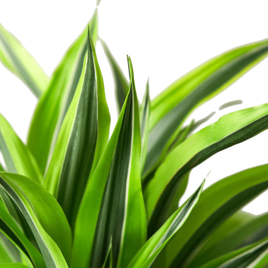 Dracaena - Lemon Surprise Green Memento