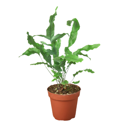 Fern - Blue Star Green Memento