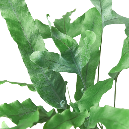 Fern - Blue Star Green Memento