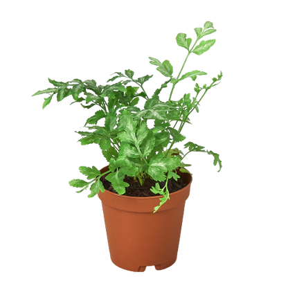 Fern - Silver Lace Green Memento