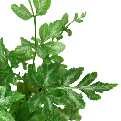 Fern - Silver Lace Green Memento