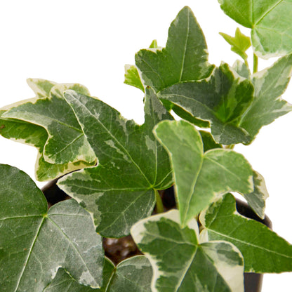 English Ivy - Glacier Green Memento