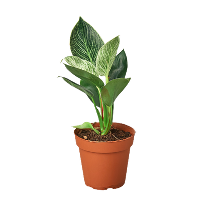 Philodendron - Birkin Green Memento