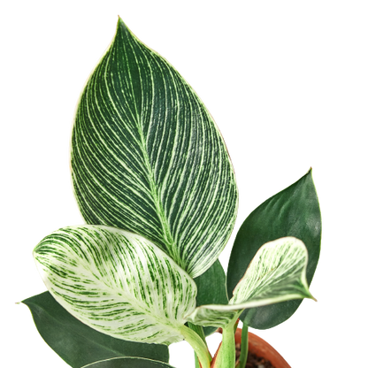 Philodendron - Birkin Green Memento