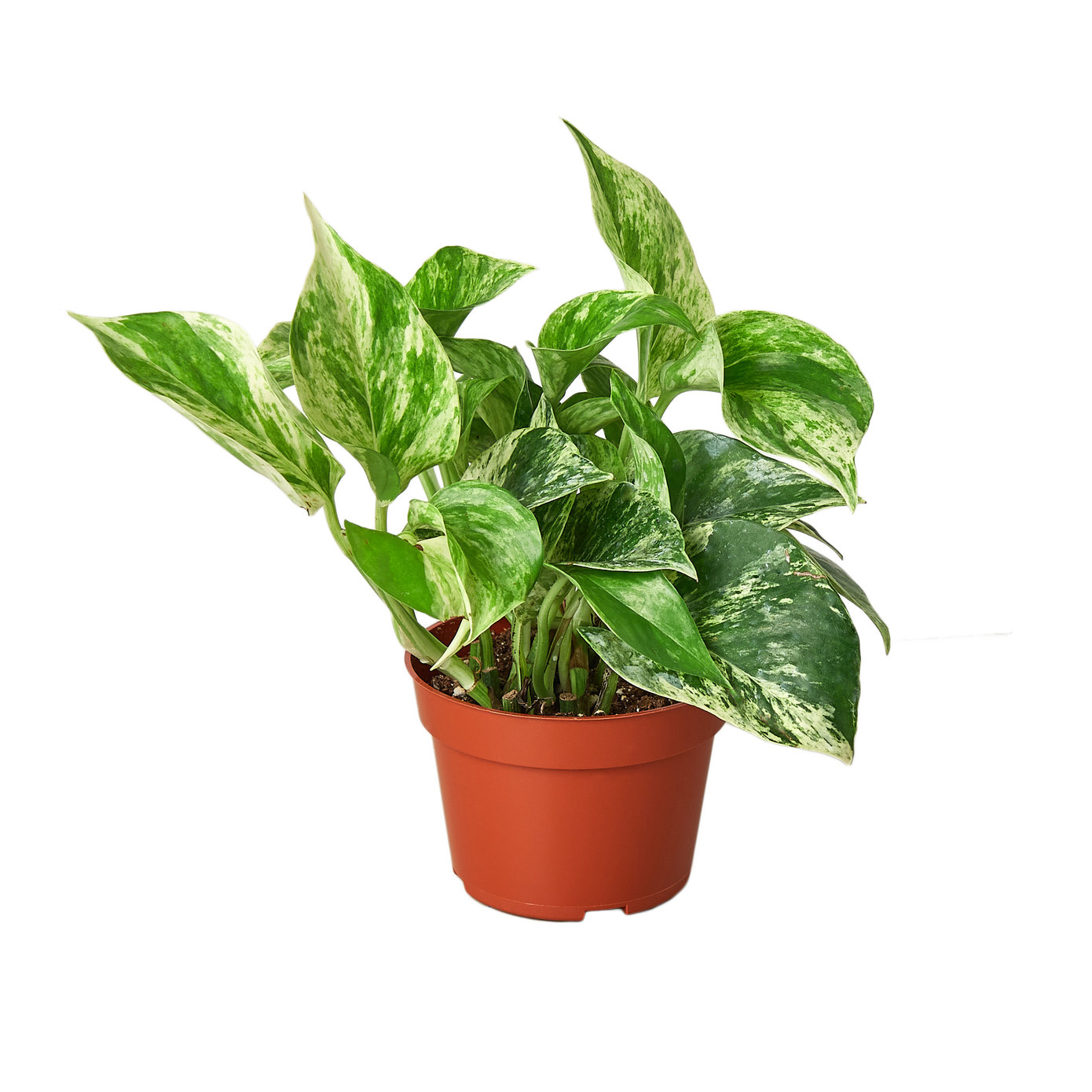 4" Ivy (Pothos) Plant Bundle + Plant Care Guide Green Memento