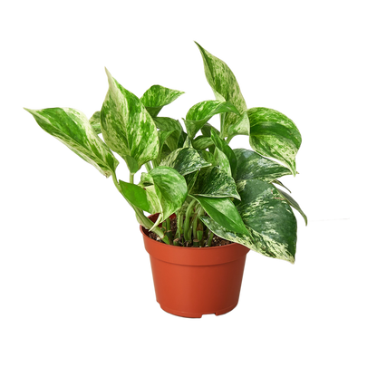 4" Ivy (Pothos) Plant Bundle + Plant Care Guide Green Memento