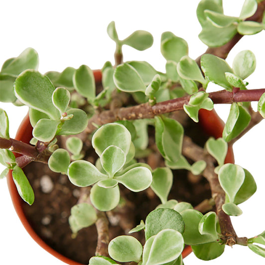 Succulent - Rainbow Bush Green Memento