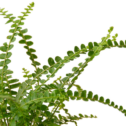 Fern- Lemon Button Green Memento