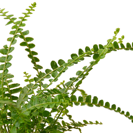 Fern- Lemon Button Green Memento