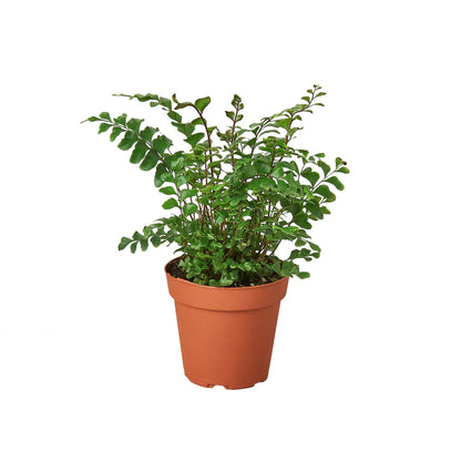 Fern - Mahogany Green Memento