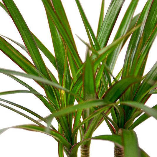Dracaena - Marginata Cane Green Memento