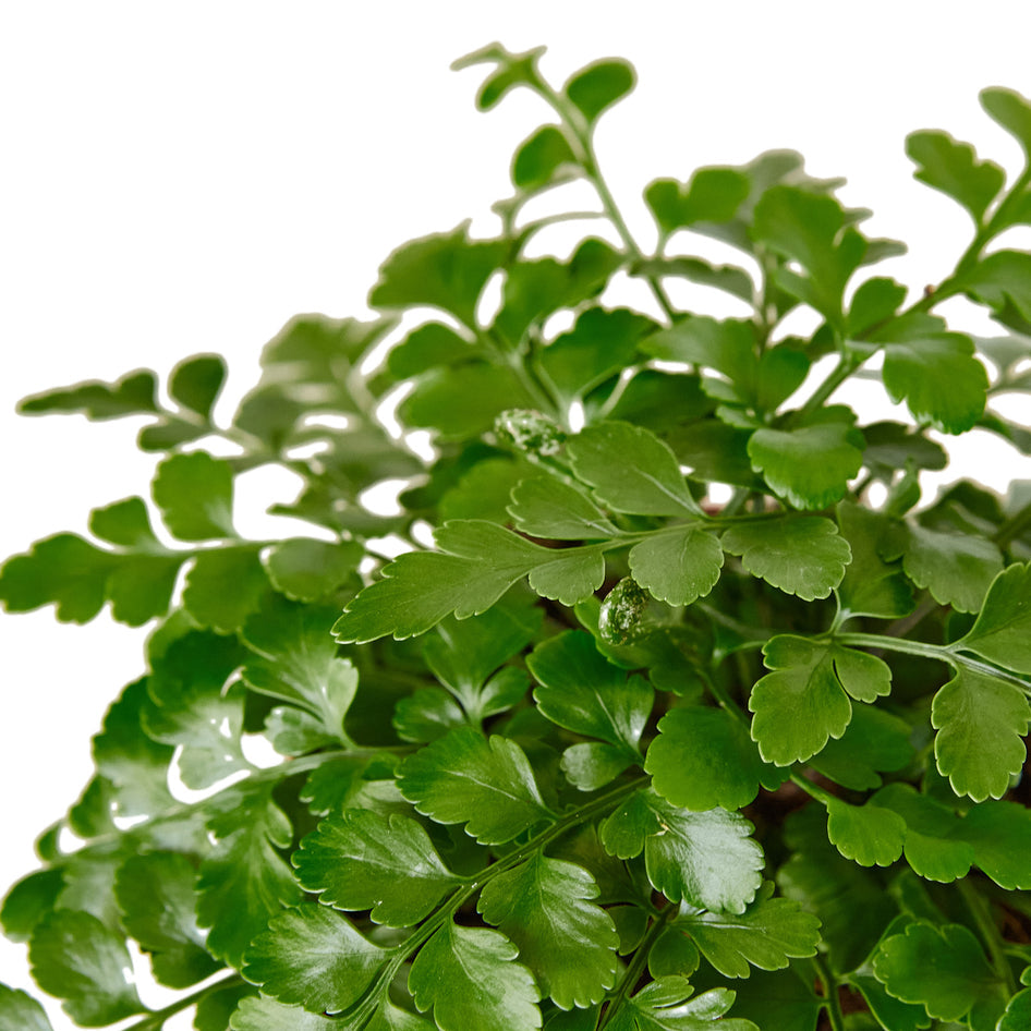 Fern - Austral Gem Green Memento