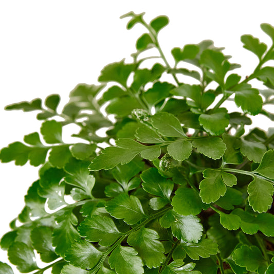 Fern - Austral Gem Green Memento