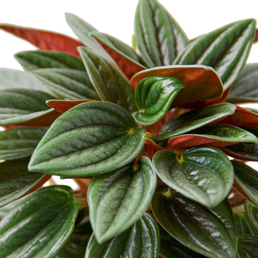 Peperomia - Rosso Green Memento
