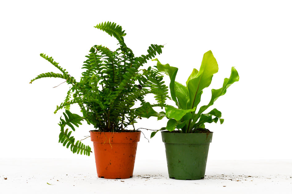 4" Pet Friendly Plant Bundle (Copy) Green Memento