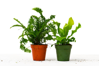 4" Pet Friendly Plant Bundle (Copy) Green Memento