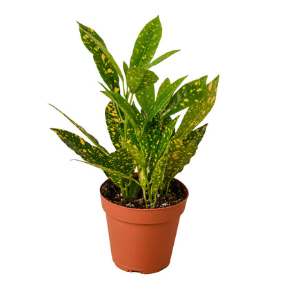 Croton - Gold Dust Green Memento