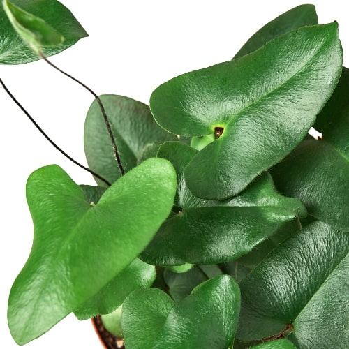 Fern - The Heart Green Memento