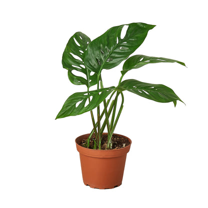 4" Monstera Plant Bundle (Copy) Green Memento