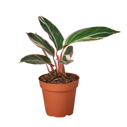 Stromanthe - Triostar Green Memento