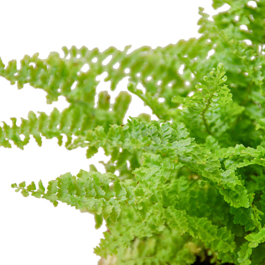 Fern - Cotton Candy Green Memento