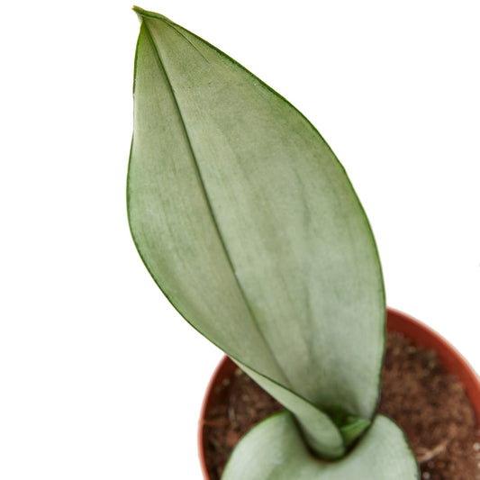 Snake Plant - Moonshine Green Memento