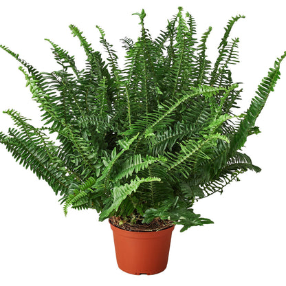 Fern - Jester's Crown Green Memento