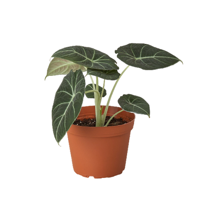 Alocasia - Black Velvet Green Memento