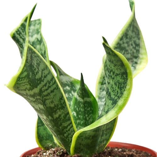 4" Easy Care Plant Bundle (Copy) Green Memento