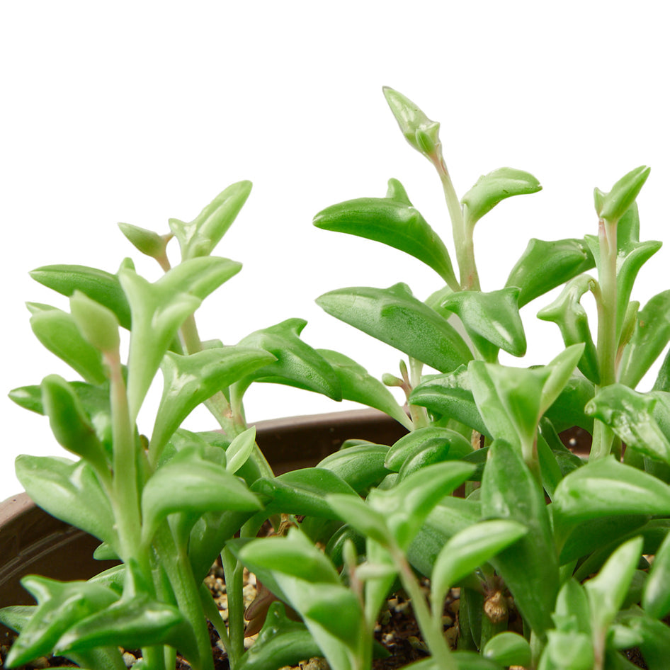 Succulent - String of Dolphins Green Memento