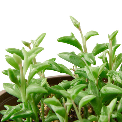Succulent - String of Dolphins Green Memento