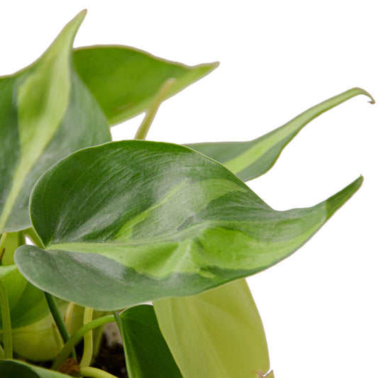 Philodendron - Brasil Green Memento