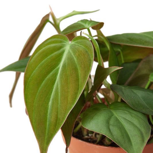 Philodendron - Velvet Green Memento