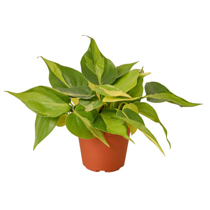 Philodendron - Brasil Green Memento