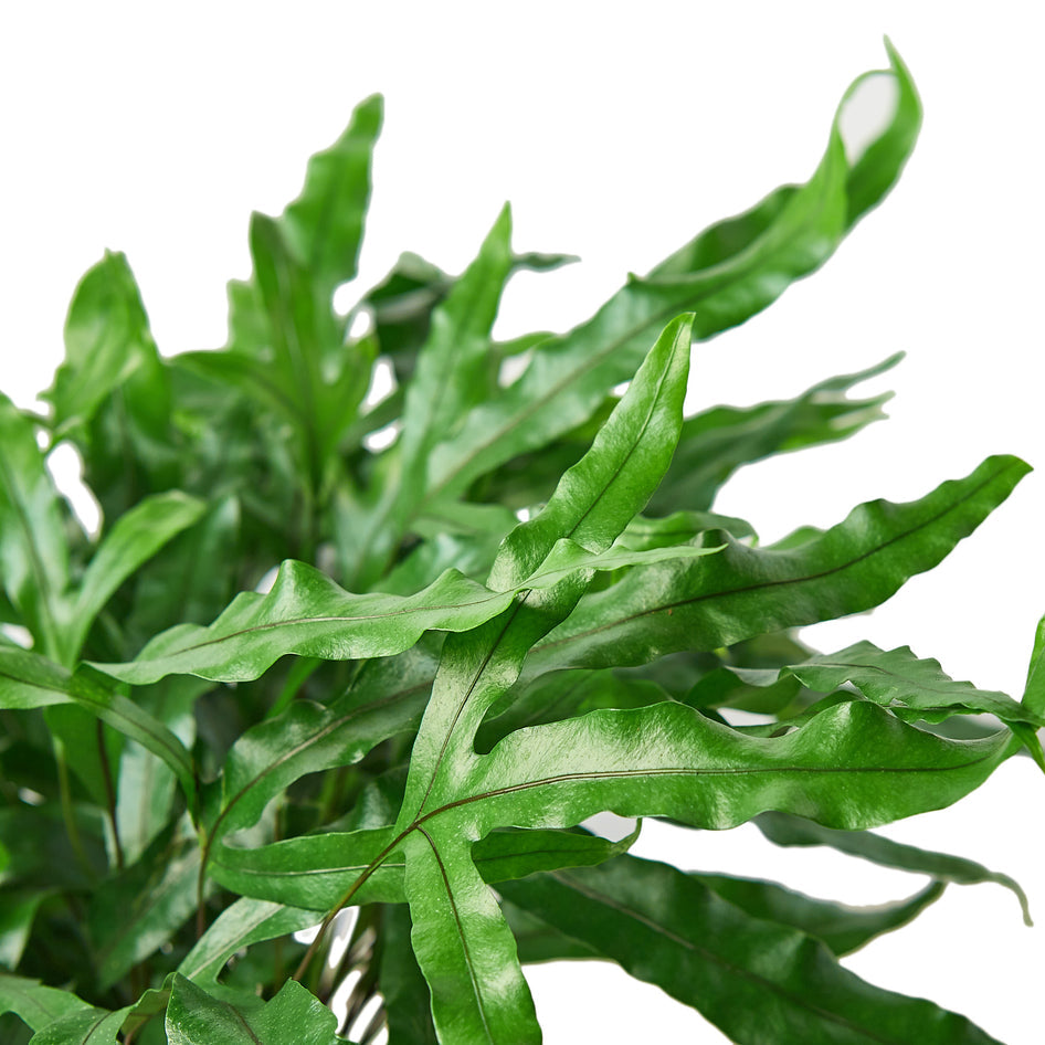 Fern - The Kangaroo Paw Green Memento
