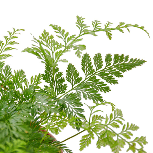 Fern - Rabbit's Foot Green Memento