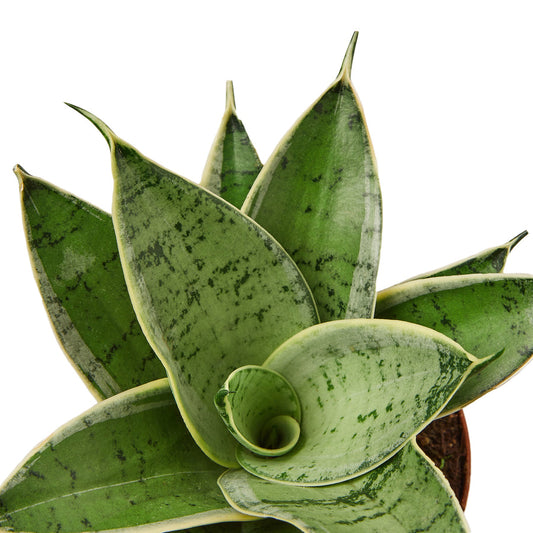 Snake Plant - Starlight Green Memento