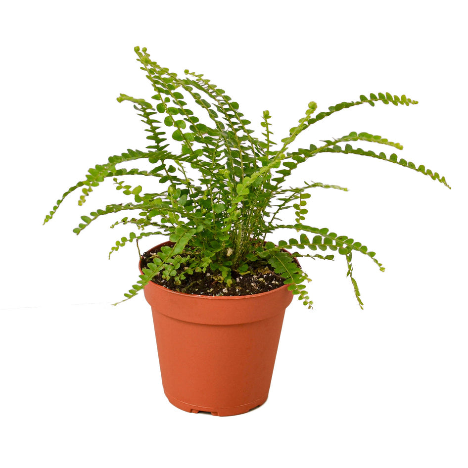 Fern- Lemon Button Green Memento