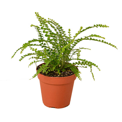 Fern- Lemon Button Green Memento