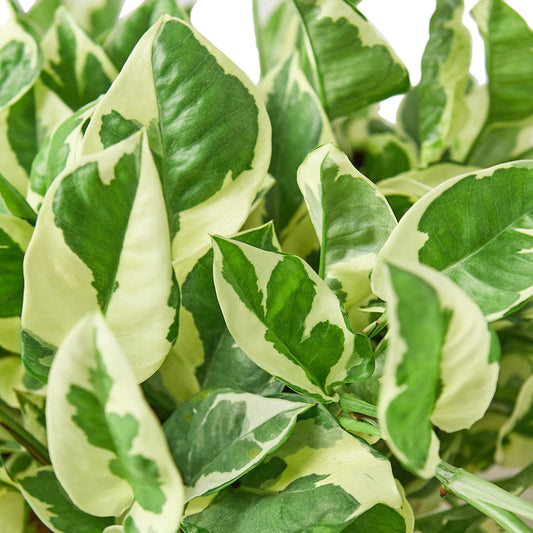 4" Ivy (Pothos) Plant Bundle + Plant Care Guide Green Memento