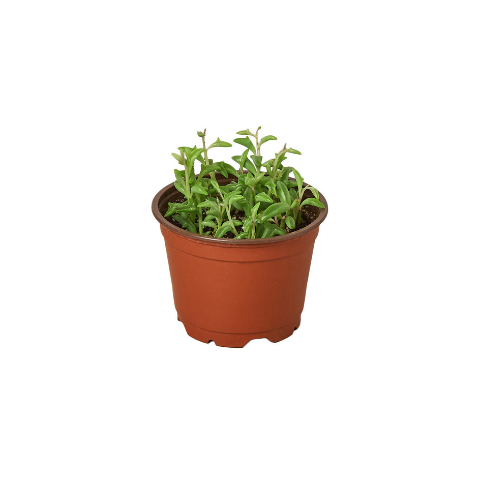Succulent - String of Dolphins Green Memento