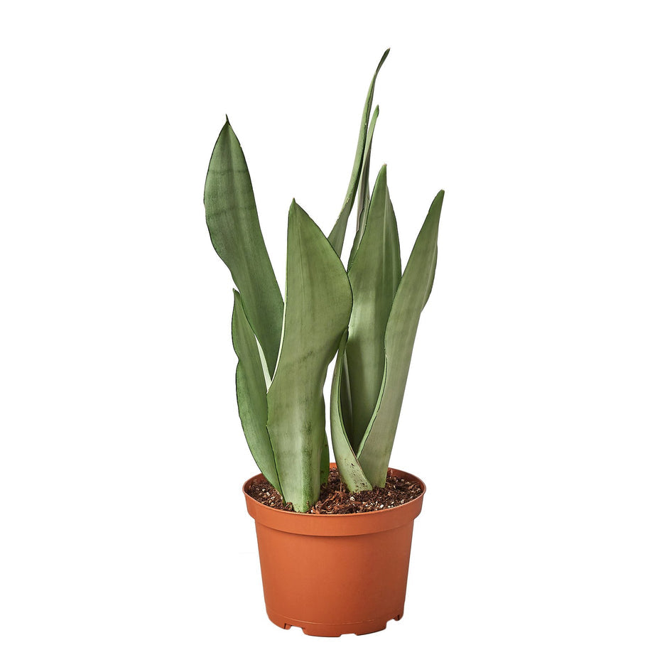 Snake Plant - Moonshine Green Memento