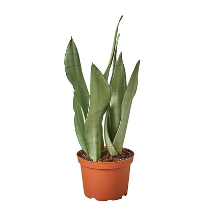 Snake Plant - Moonshine Green Memento