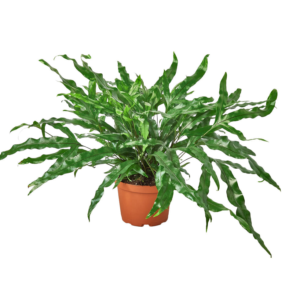 Fern - The Kangaroo Paw Green Memento