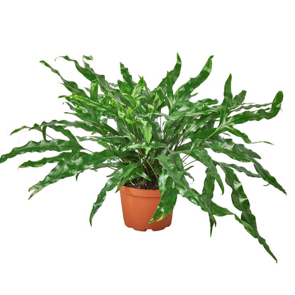 Fern - The Kangaroo Paw Green Memento