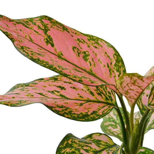 Aglaonema Lady Valentine Plant - Perfect Gift for Elegant Home Decor Green Memento