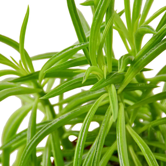 Happy Bean Plant - Peperomia Ferreyrae Green Peperomia for Vibrant Indoor Decor Green Memento